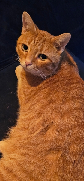 Please can I see your orange cats?
