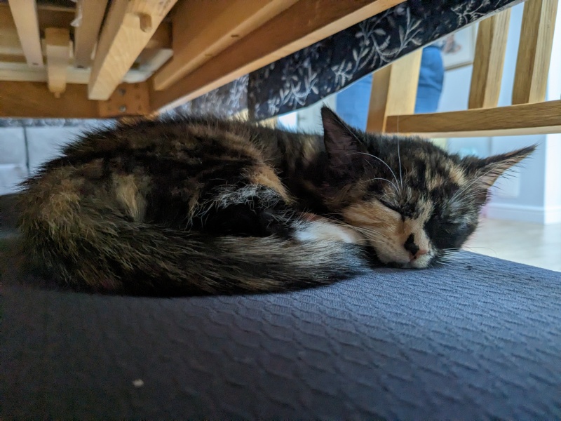 New kitten anxiety