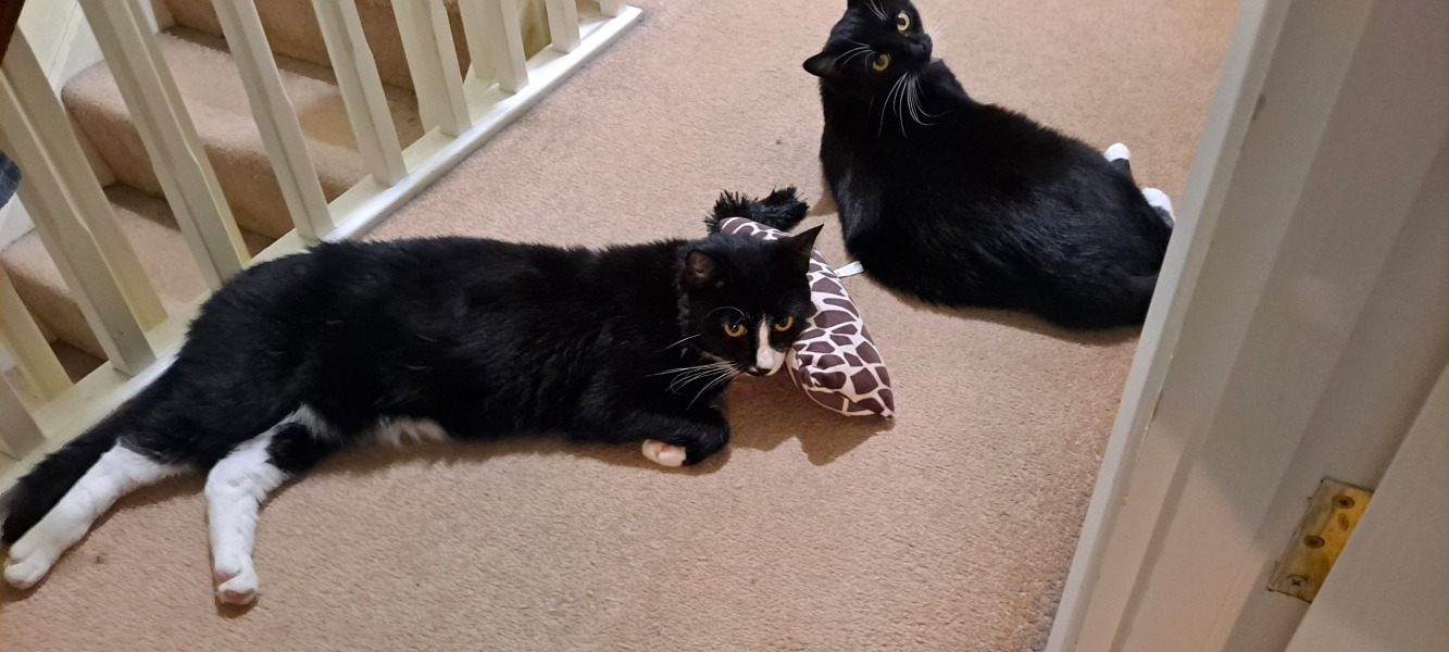 How have cats improved your life?
