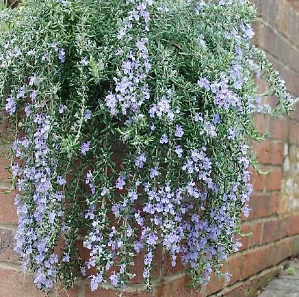Trailing plant for trough planter