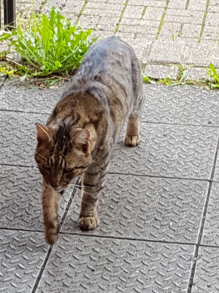 Thug cat part 5 - For he will not do destruction, if he is well-fed, neither will he spit without provocation.