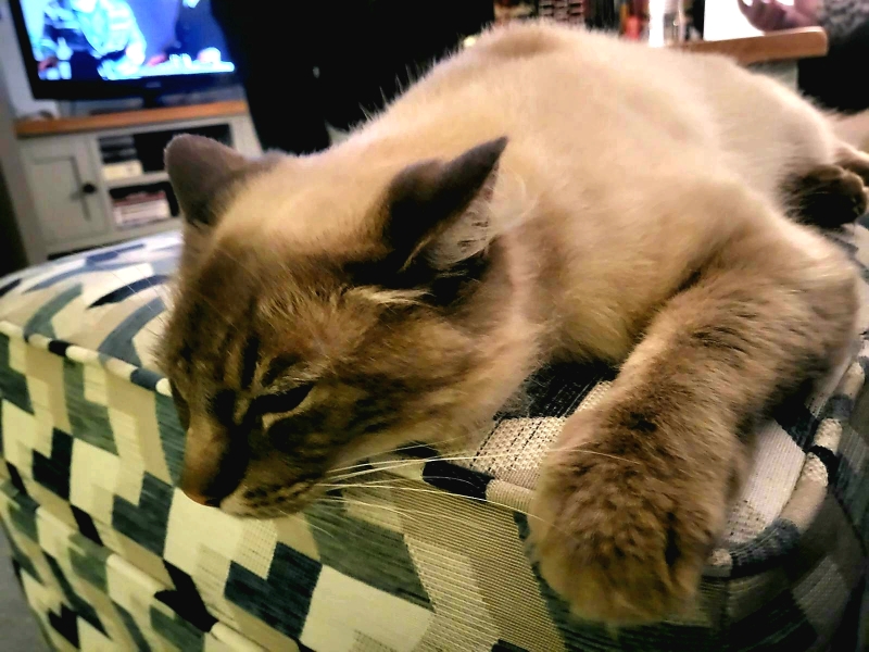 Further Adventures of the Excellent Cats