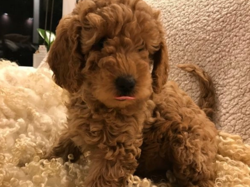 Poodle vs cocker spaniel for 1st timers ?