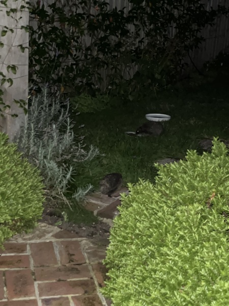 Hedgehogs