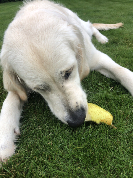 When do I pick my pear?