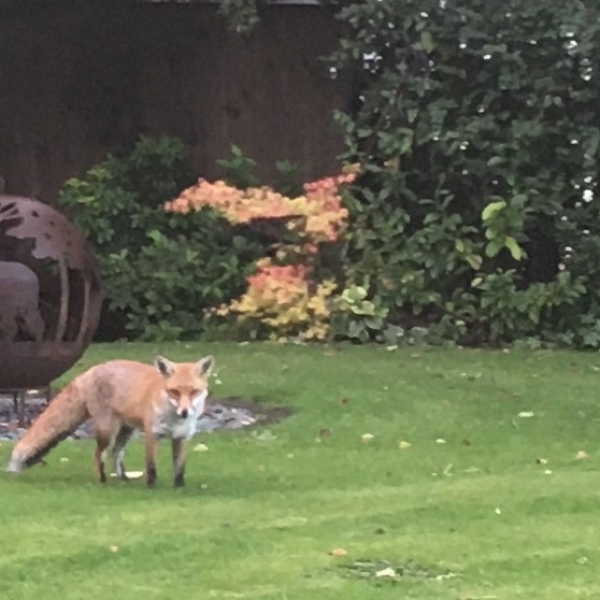 Plants that look good year round?