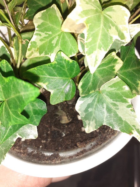 Why isnt my ivy growing?