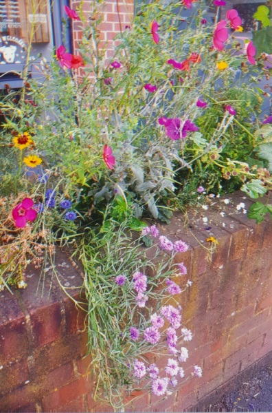 Can anyone ID these border flowers outside a coffee shop?