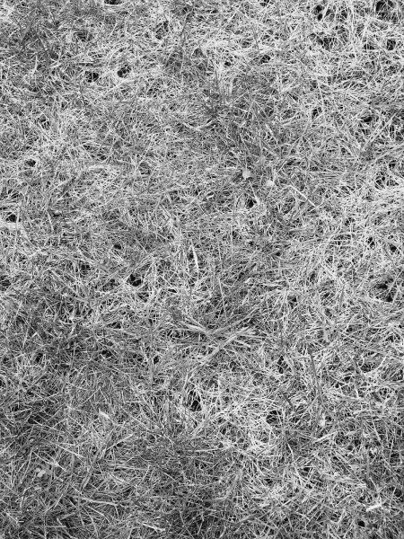 Holes in my lawn
