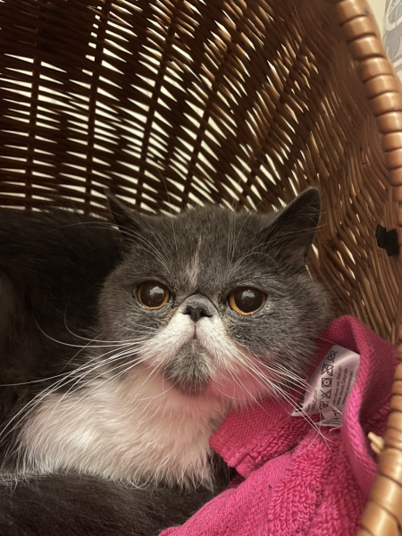 Potential new inmate at Toddler Towers.