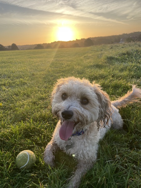 To start a positive dog thread