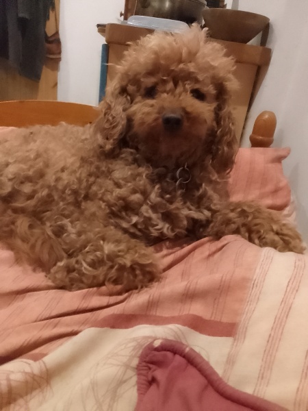 To start a positive dog thread