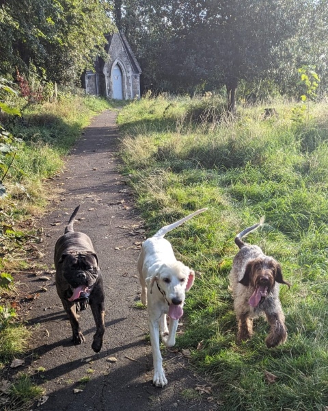 Any dog lovers here?