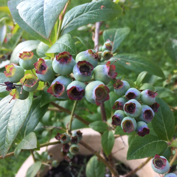 What evergreen fruit trees will grow in London?