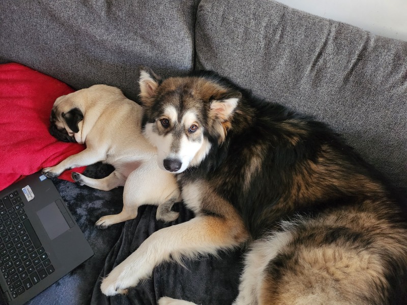 To start a positive dog thread