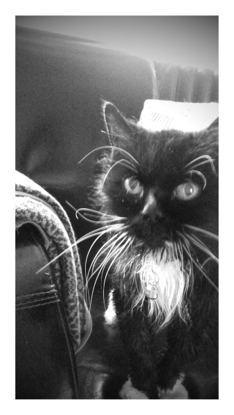 A thread for older cats 10+