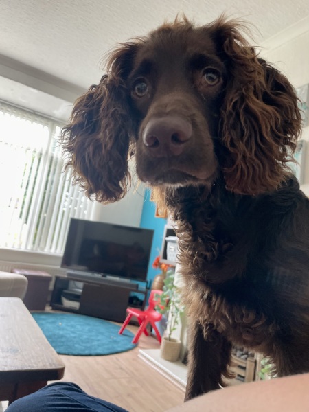 Am I mad to be thinking of getting a cocker spaniel as first time dog owner?