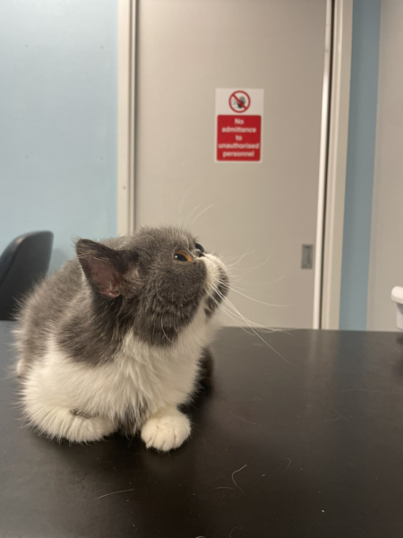 Potential new inmate at Toddler Towers.