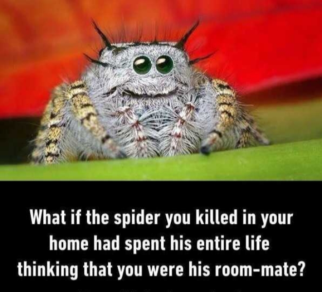 Do you think spiders are surprised when people are kind to them?