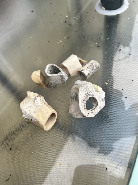 To ask what on earth has died in my garden (photo attached)