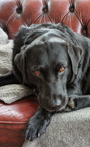 To start a positive dog thread
