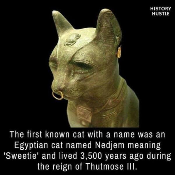 Further Adventures of the Excellent Cats