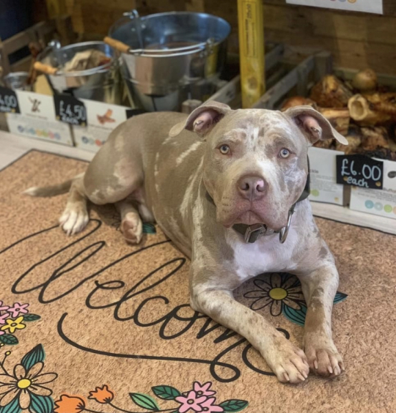 American Bully XL to be banned by end of year