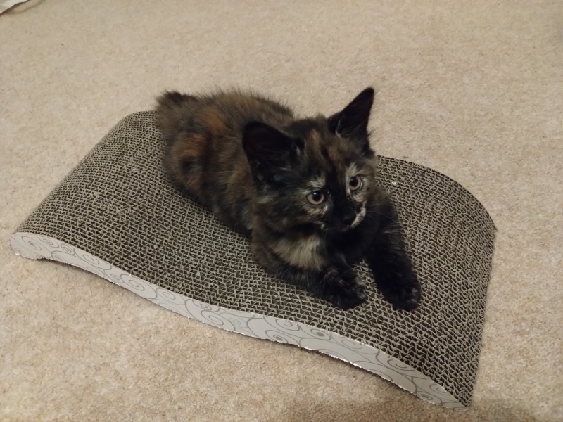 New Kitten advice