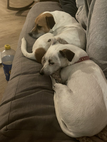 Thoughts on getting a second dog