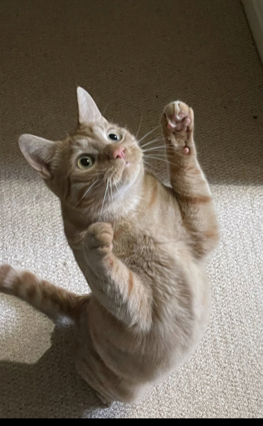 Please can I see your orange cats?