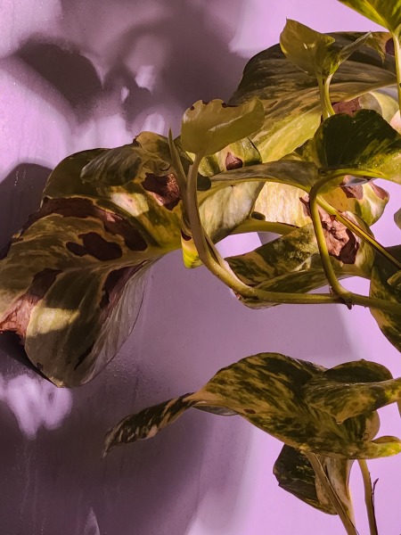 What's wrong with plant