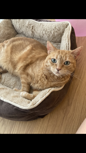Please can I see your orange cats?