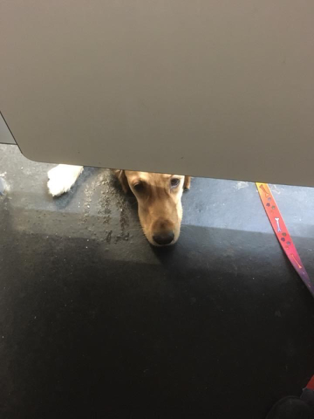 Using public toilets when out alone with dog?!