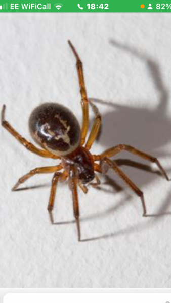 A wee spider beauty.