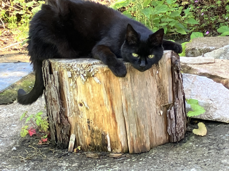 Further Adventures of the Excellent Cats