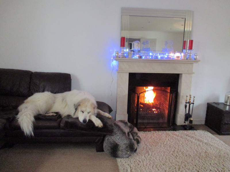 Has anyone decided that dogs aren't allowed on couches now? And succeeded?