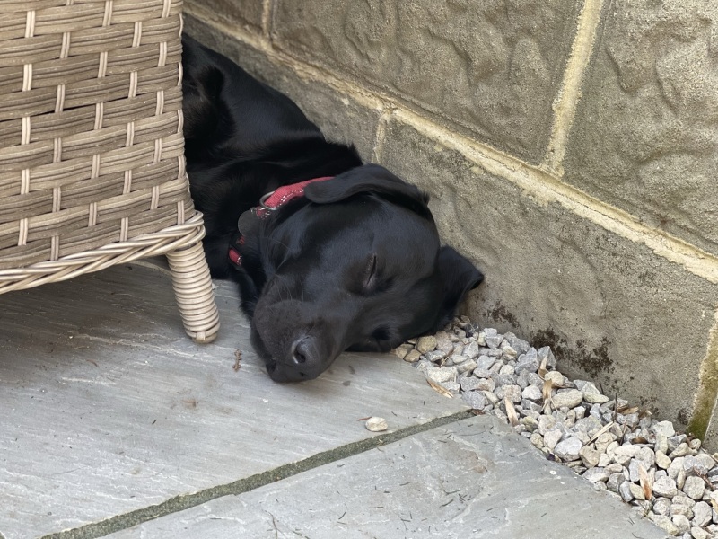Puppy survival thread part 2