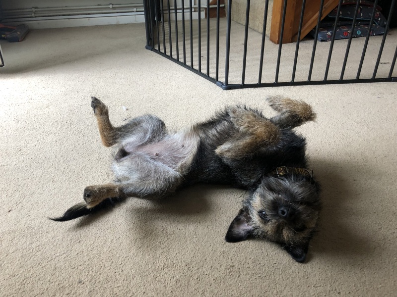 What breed would suit us?