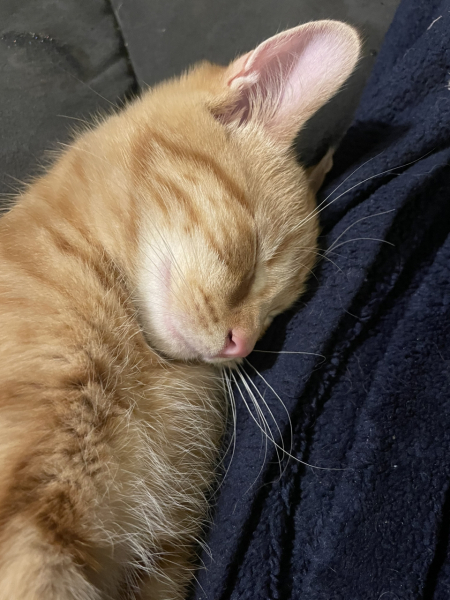 Further Adventures of the Excellent Cats