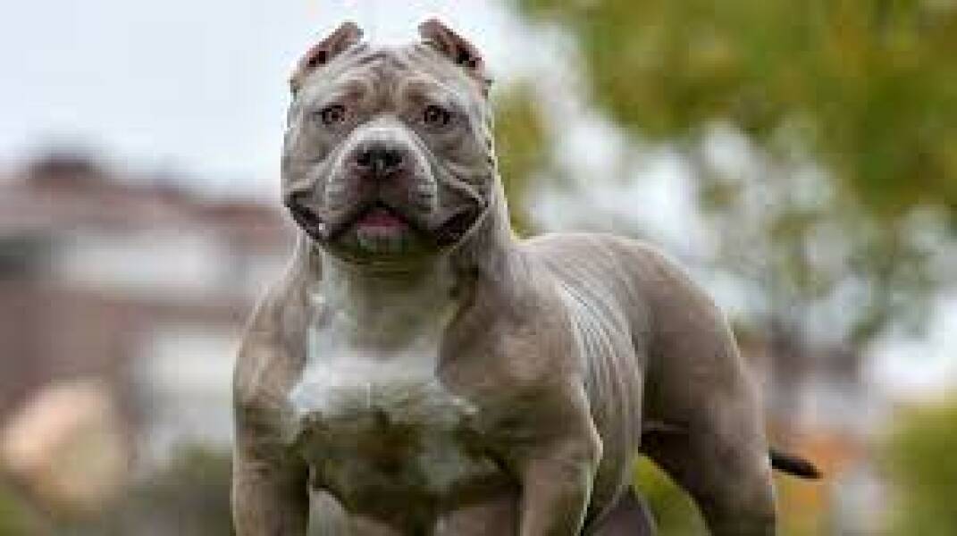 To think this just sums up XL Bully owners?