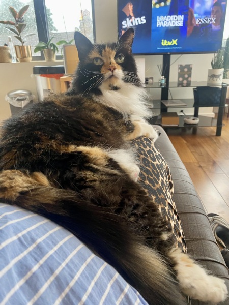 A thread for older cats 10+