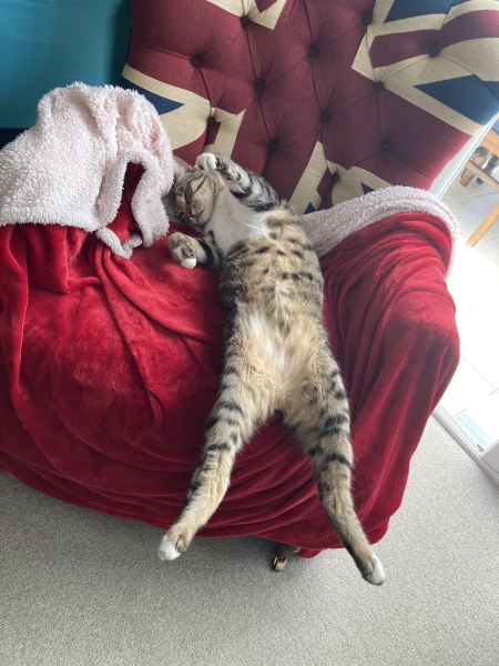 Further Adventures of the Excellent Cats