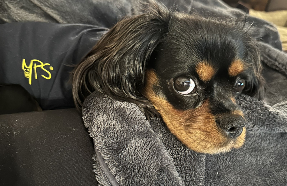 Cavalier King Charles Spaniel puppy/breed dilemma. Do you have one?