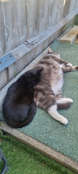 To tell my cat he is insane