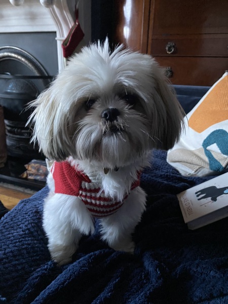To start a positive dog thread
