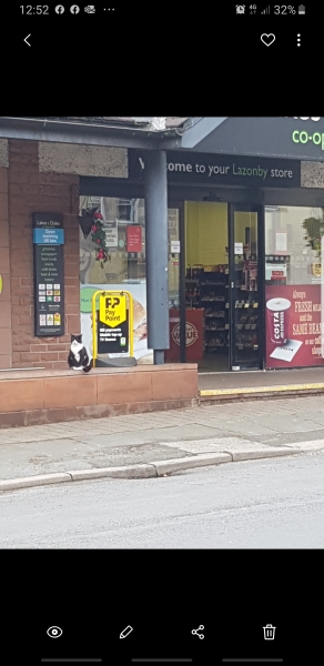 Further Adventures of the Excellent Cats