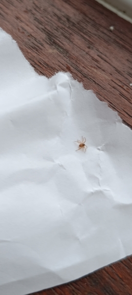 Are these mites or spiders? Do I need to hire a pest control services?