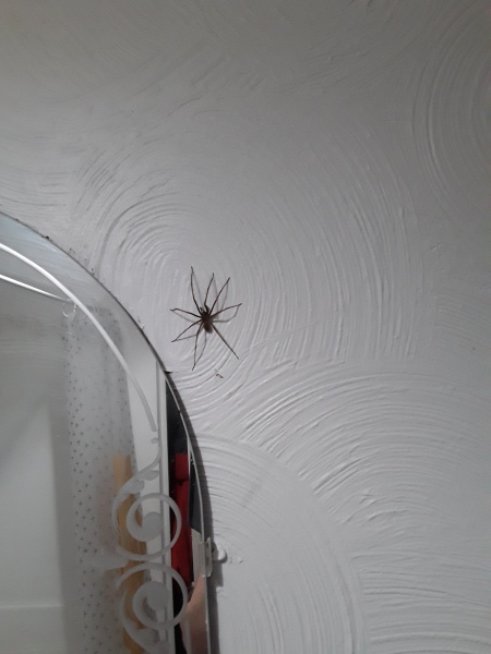 Help me keep these horrible things out! Spider pic