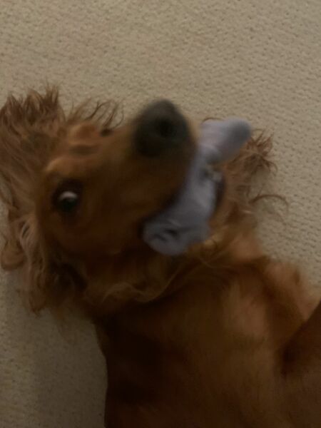 I'm in bed with COVID and utterly miserable. Can I see pics of your pets/favourite memes or favourite jokes?