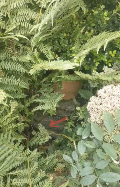 Identifying wasps/bees nest in flower bed
